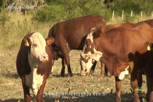 Os Serranos - Madrugada [VDownloader].00_01_39_16.Quadro023_d8c3b304eb2850c64adaf19be844b6e05a80c1ec.jpg